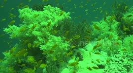 Egypt: Filmmaker captures bioluminescence in Red Sea using ‘fish-eye’ lens