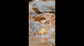 Orange headed thrush enjoys a refreshing morning bath in a jungle pool