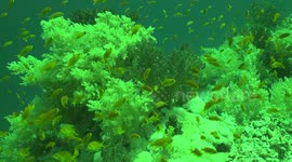 Filmmaker captures bioluminescence in Red Sea using ‘fish-eye’ lens