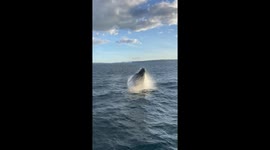 Spectacular whale breaches leave whale-watching spectators in awe