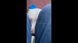 Spoiled Pittie Wants to be a Lapdog