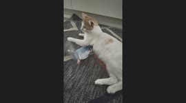 Cat Unbothered by Flopping Fish Toy