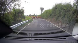 Escaped herd of cows bring traffic to standstill in Manchester
