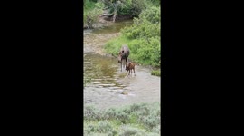 Baby Moose Splashes in Water