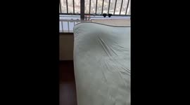Clever Cat Hides Under Mattress