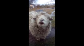 Silly Sheep