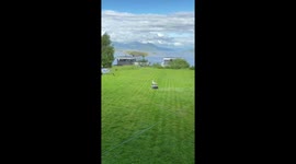 Remote-Controlled Lawnmower vs Seagull