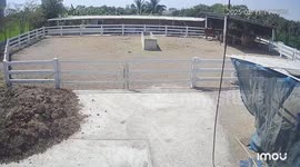 Spooked cow hurdles fence before trying to get back inside