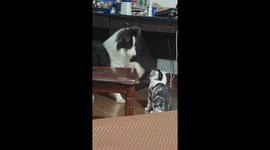 Playful Border Collie irritates cat with repeated head taps in Zhejiang, China