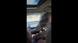 Elk pokes head into car for food during safari visit in in Port Clinton, Ohio, USA