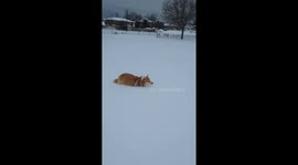 Corgi Curses The Snow