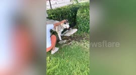 Owner helps clumsy Siberian Husky out of garden fence