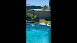 Crow Goes for a Ride on a Pool Skimmer