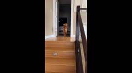 Dog wakes up from nap and looks like she's been hibernating for months