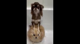 Dog hilariously avoids paw wash by climbing on friend in Moscow, Russia