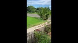 Ducks spotted marching in line in Iloilo, Philippines
