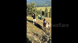 Cow with bin stuck on head blindly wanders into traffic, passing motorist comes to its aid