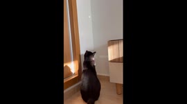 Catch the Light! Black Cat vs the Elusive Dot