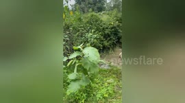 Social organisation rescued a cow such a terrible accident that it fell into the water 40 feet away from the road in Shahdol, Madhya Pradesh