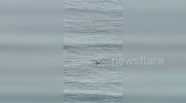 Daredevil surfer paddles out in Hawaii despite tsunami warnings