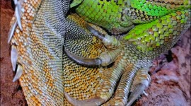 Green Iguana skin is patterned