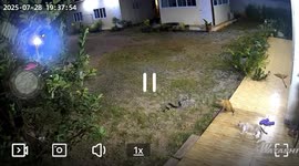 Snake slithers away after being caught lounging on lawn