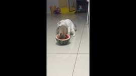 One cat enjoys watermelon while the other nibbles its friend in Chongqing, China