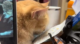 Snoozing cat suddenly jolts awake in Shanxi, China