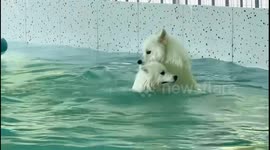 Dog nearly drowns another while swimming in pool in Anhui, China