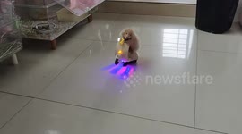 Hamster rides toy motorcycle and jumps off in Guangdong, China