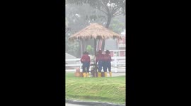Joyful goat dance in the rain at Cimory Dairyland, Gowa