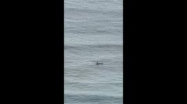 Surfer stays calm amid Pacific tsunami warnings in Waikiki, Hawaii