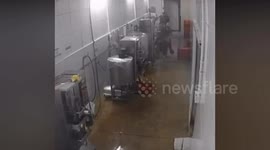 Cow rampages through fruit factory injuring workers and damaging machines