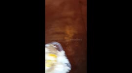 Kind local attempts to feed stray dog but it chases him away