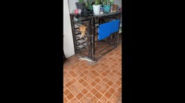 Clever dog learns how to open his own cage to let himself out