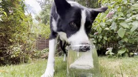 Border Collie Loves Blowing Bubbles
