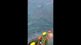 Fishermen free whale shark trapped in net