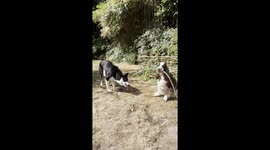 Bonnie Holds Water Hose So Simba Can Have a Good Drink