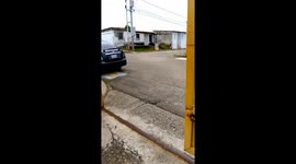 Dog Are Perfect Friends Until Gate Closes