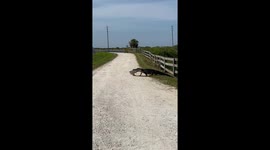 Alligator Walks Away With Giant Fish