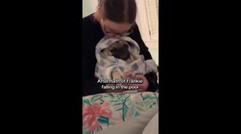 Adorable pug Frankie gets cozy in baby bathrobe after unexpected pool dip