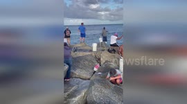 Fisherman wrestles with shark at beach in Australia