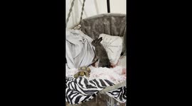 Trying to do a tortoise and the hare  photo shoot with an adorable bunny and turtle
