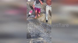 Australia: Man Wrestles Shark At Jetty Beach In Dramatic Catch