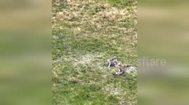 US: Six Playful Wolf Pups Spotted In Colorado Field