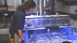 US: New York Aquarium Races To Save Seized Corals From Deadly Illegal Trade