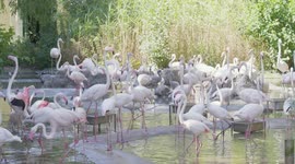 Austria: Gray Down Covers Flamingo Chicks Before They Turn Pink