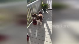 Pet dog sings along with tsunami warning sirens in Hawaii