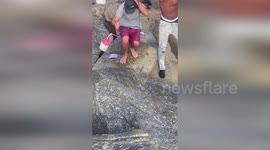 Angler grapples with nurse shark caught in Australia