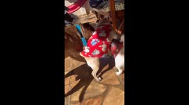 Pitbull breaks up pug fight in Buri, São Paulo, Brazil